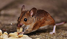24 Hour & Emergency Exterminators in Sasakwa, OK